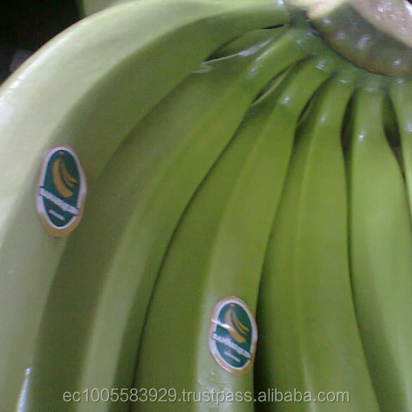 BANANAS PREMIUM CAVENDISH