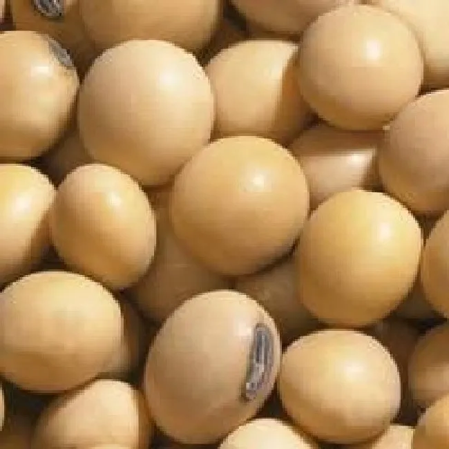 Good Quality Soyabean / Soybeans Seeds / Soy bean for Sale