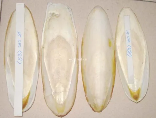 CUTTLEFISH BONE from VIET NAM with the best price/WHATSAPP 84845639639