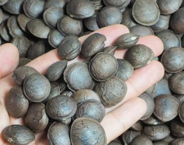 Yin jia guo High budding rate Chinese fruit sacha inchi seeds for sale