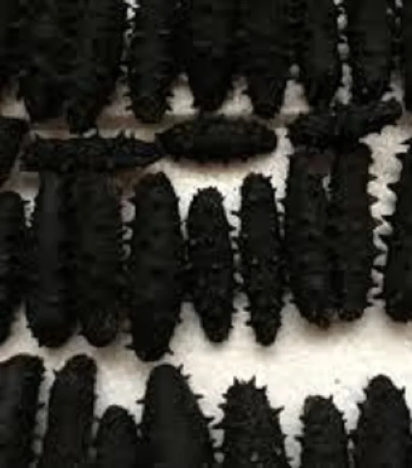 Сухой Морской огурец на продажу