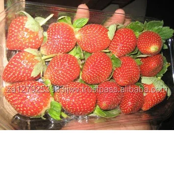 
Fresh Strawberry,,seedless strawberries 