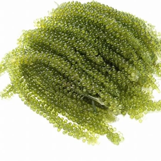 
Dried sea grapes, green caviar +84352310575 
