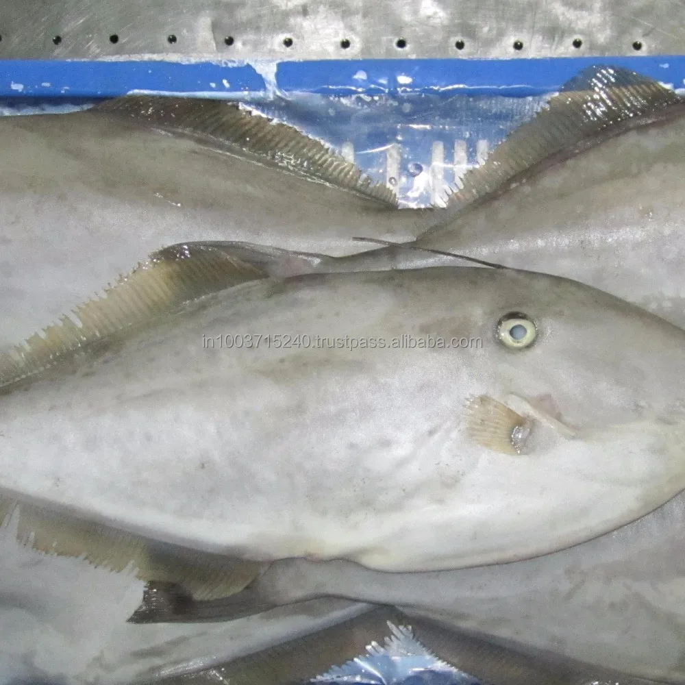 
Leather Jacket fish whole , HGT & Lizardfish 