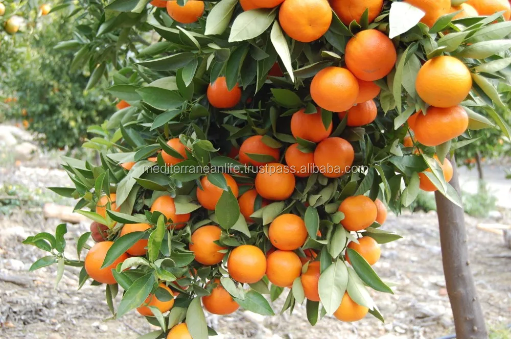 Clementine , Mediterranean  Orange Fruit
