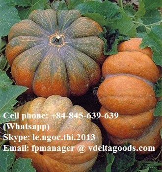 Fresh Natural Frozen pumpkins 100%