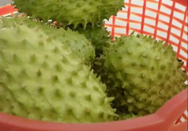 Fresh graviola- soursop- fruit from Vietnam 2021/ Whatsapp +84 845 639 639