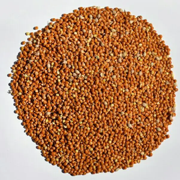 
Best Selling Wholesale Bird Feed Seeds Of Ukrainian origin Red Millet for Birds 