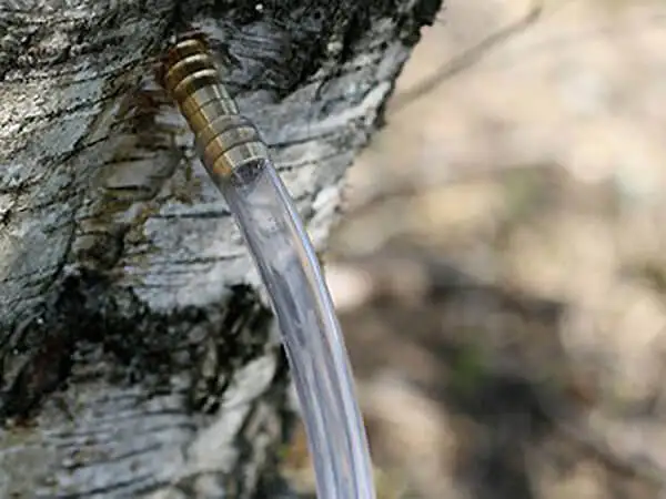 
Premium Healthy Drink And Fresh Juice Birch From Belarus 100% Organic Fruit Juice Drink 