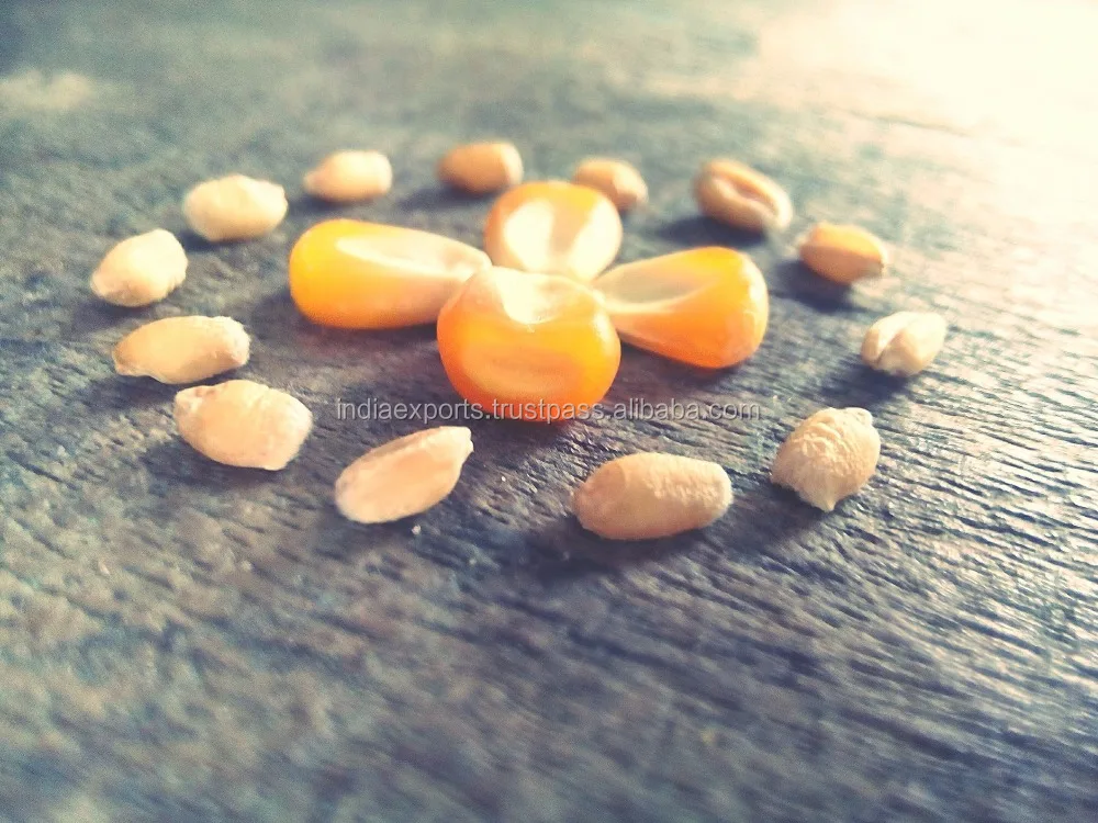 
Yellow Maize Premium Quality For Animal Feed 