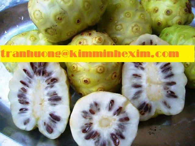 FRESH NONI FRUIT WITH CHEAP PRICE