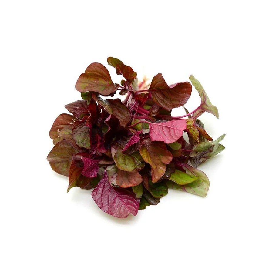 Vegetable Vietnam/ Red Amaranth