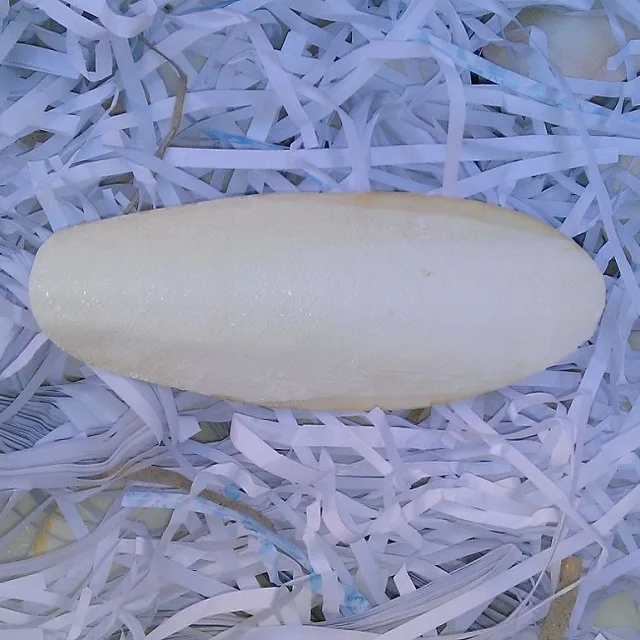 
Cuttle Fish Bone/ Cuttlefish Bone/Squid Bone For Producing Medicine (Ms Phoebe) 