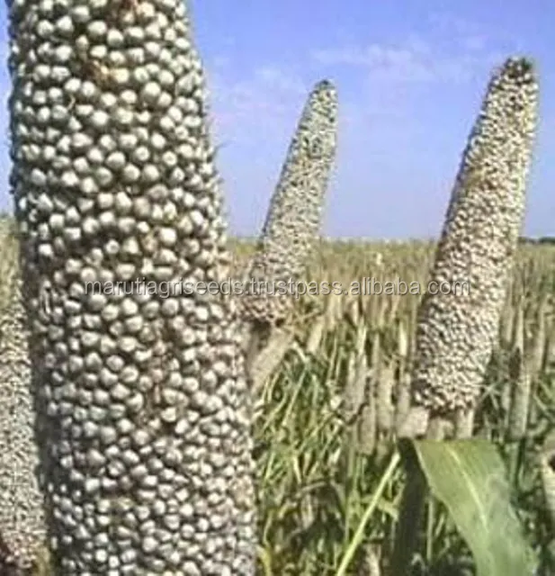 Good Quality Of Bajara Seeds For Zimbabwe