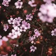 Manuka 100%  Natural and Pure Hydrosol Floral Water