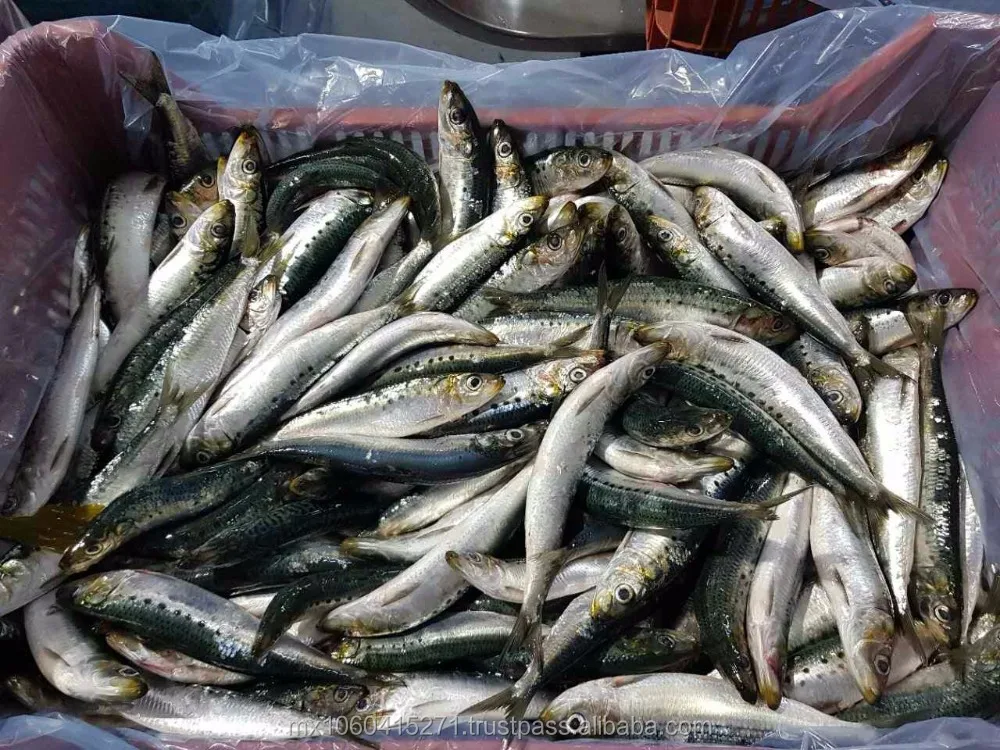 
PACIFIC SARDINE 
