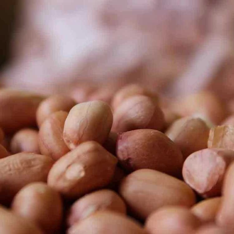 
TJ peanuts 50/60 Bulk export of high quality ORIGIN INDIA FROM NIK-MAY EXPORTS LLP 
