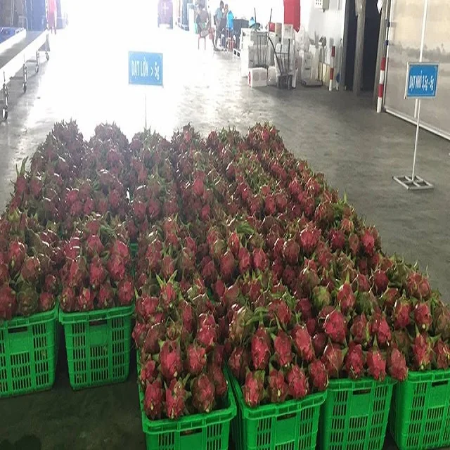 
Fresh dragonfruit/ dragon fruit good price, good quality 