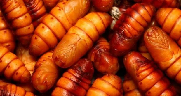 SILK WORM FOR FOOD/ COCOON SILK WORM FOR HUMAN CONSUMSION