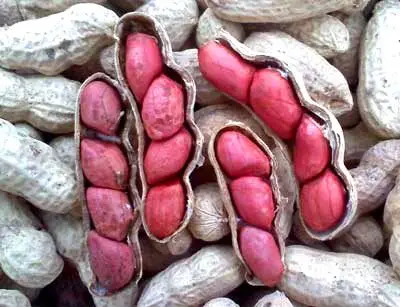 Quality peanuts for export / Peanuts in shells