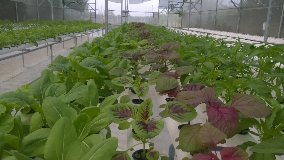 Vegetable Vietnam/ Red Amaranth