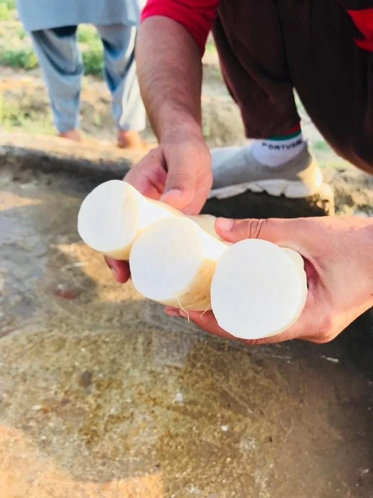 
Hybrid Radish Mino Early Long White Seeds 