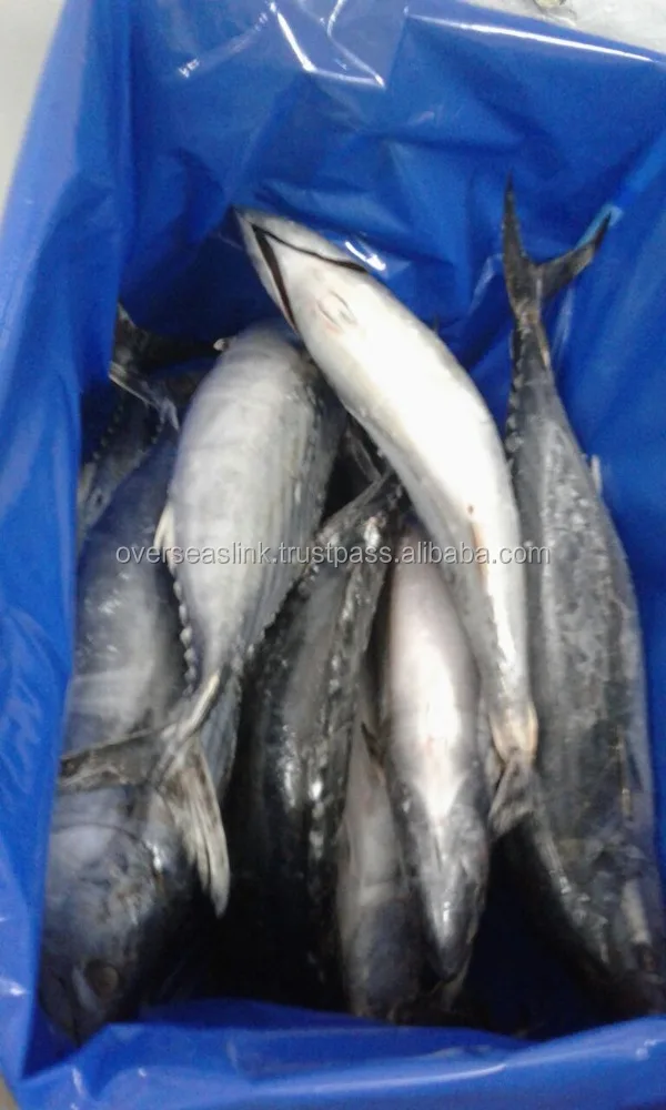 
Hot Selling High Quality olig frozen bonito tuna for wholesale 