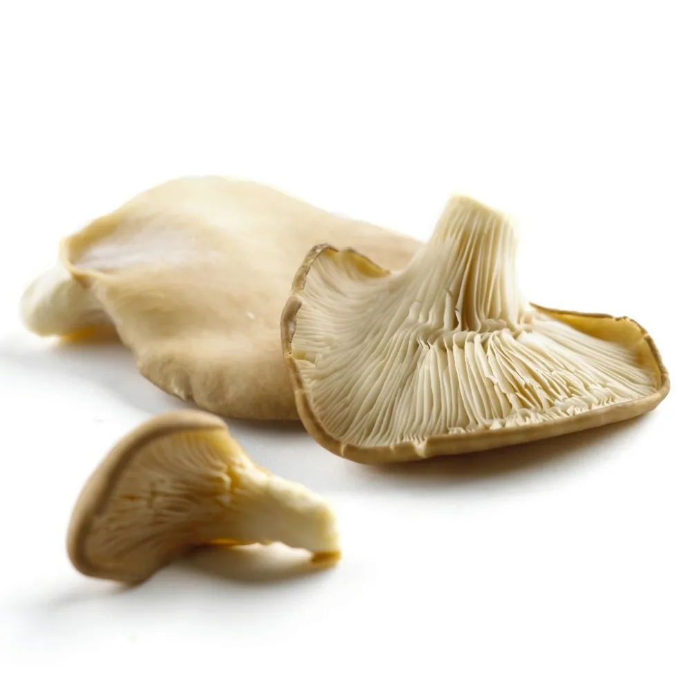 
Oyster Mushroom for sale 