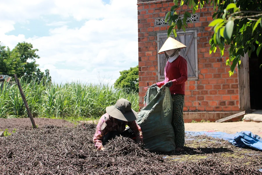 VIETNAM MOONG BEANS/GREEN GRAM/whatsapp: +84 845 639 639