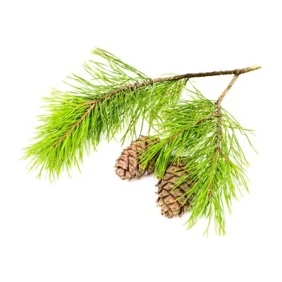 Органический гидрозол Deodara Cedarwood