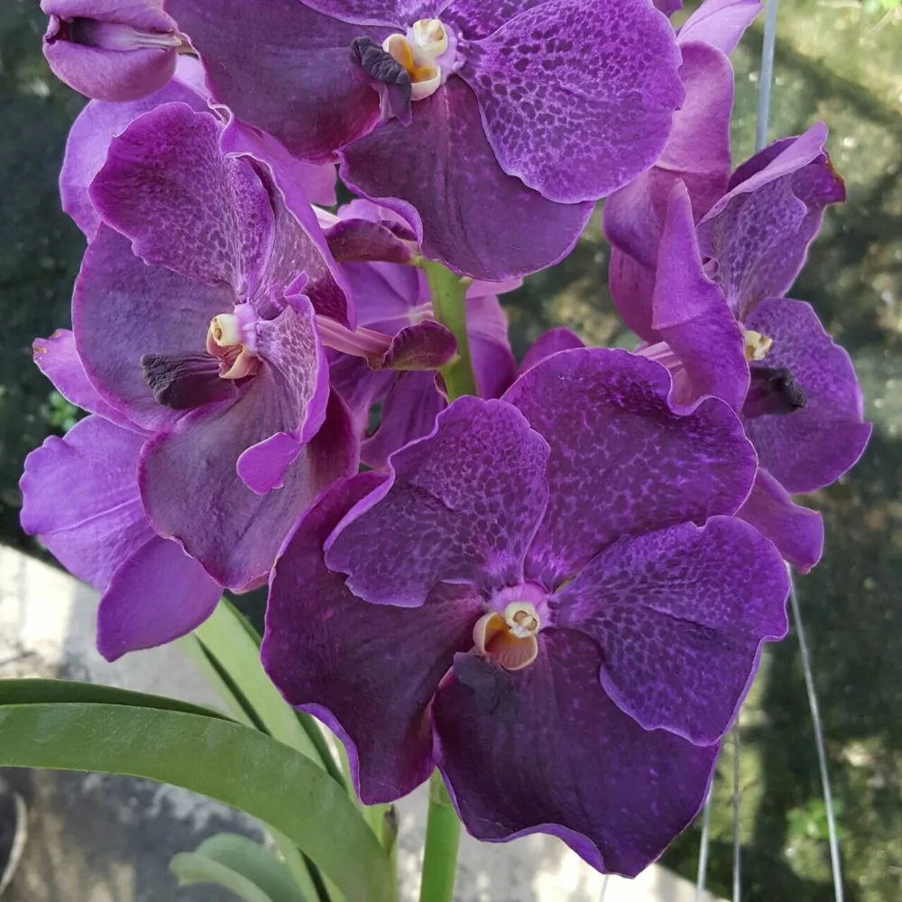VANDA SEEDLING vanda pure wax blue