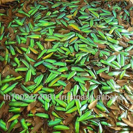 
Beetle wing jewelry component 