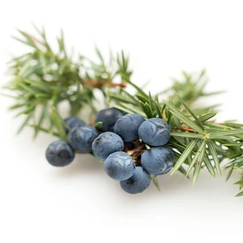 Wholesale Juniper Berry Essential Oil in Packaging 5ml/10ml/15ml/20ml/30ml/50ml for Cosmetics Raw material available