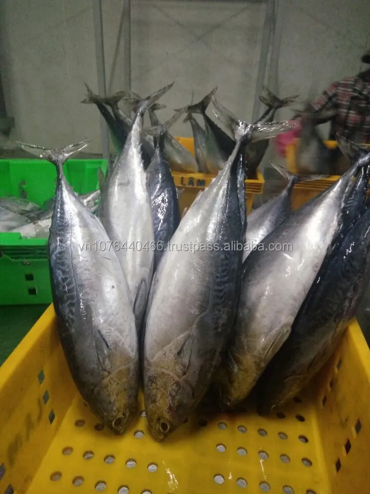 Замороженный тунец Бонито WR_Auxis thazard