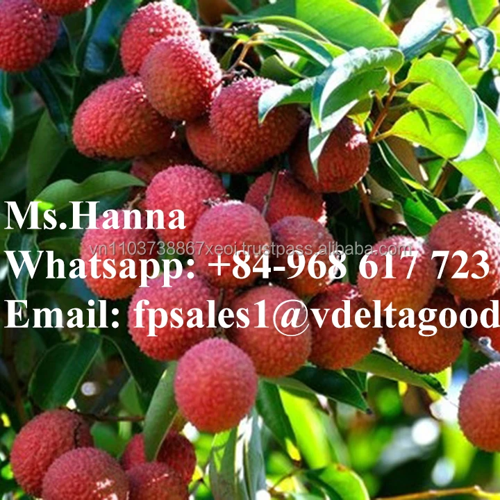 High Quality Canned Lychee / Litchi / Lichee In Vietnam in 2020 / Whatsapp +84 845639639