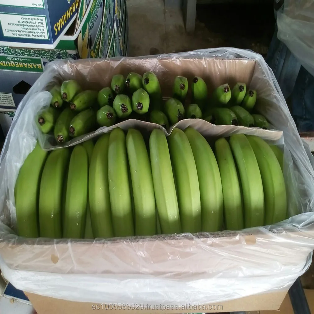 BANANAS PREMIUM CAVENDISH