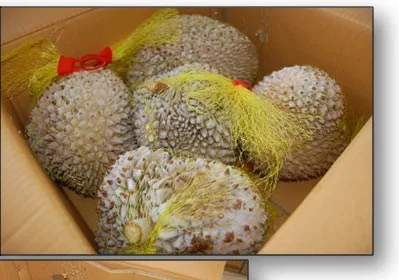 
FROZEN DURIAN PUREE FROM VIETNAM 