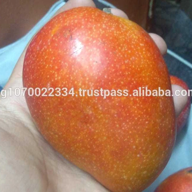 fresh mango fruit ready to export to morocco