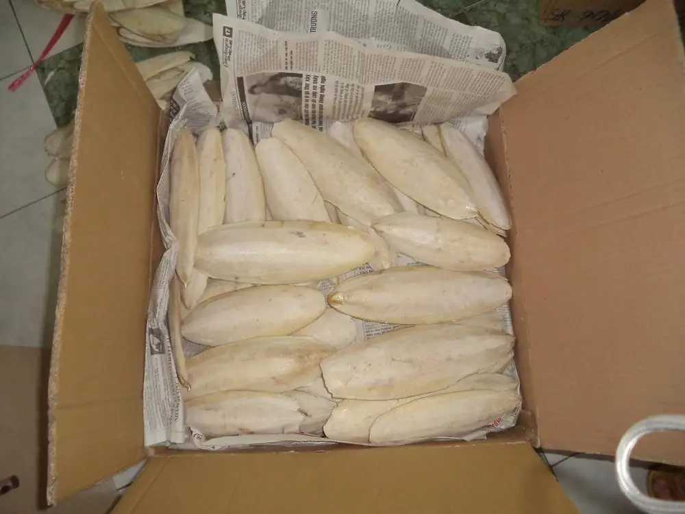 
Cuttlefish Bone/ in Bulk/ Dried/ For Bird and Animal with High Quality!! 