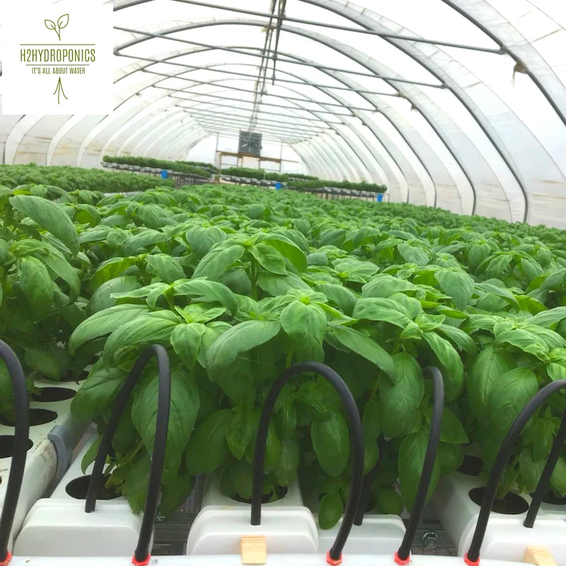Greenhouse for Professional Growers and Cost Effective Vegetable Production