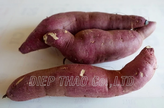 EXPORTING FRESH PURPLE YAM/ PURPLE SWEET POTATO