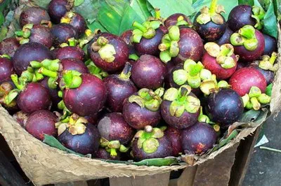 FRESH MANGOSTEEN FRUIT SALE WITH HIGH QUALITY AND BEST PRICE 2021