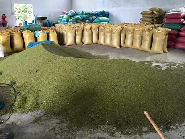 Vigna radiata - Ethiopia Mung Beans Green