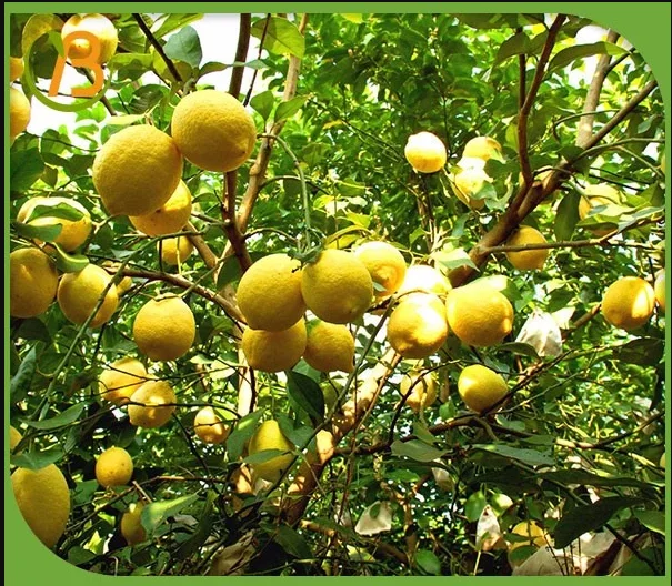High Quality Citrus Fresh Seedless Lemon & Limes...