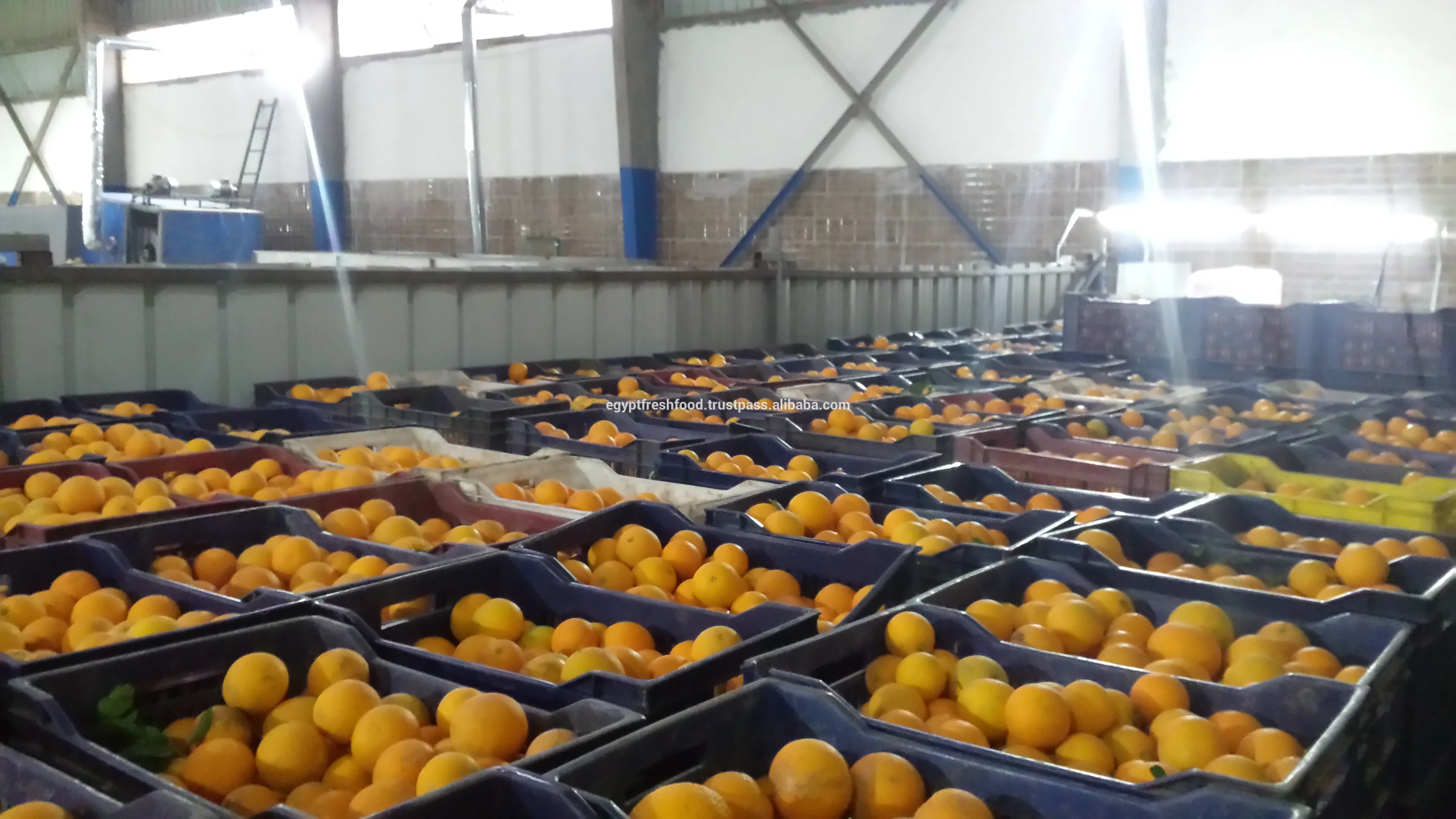 fresh Navel Valencia oranges , Citrus from Egypt season 2019