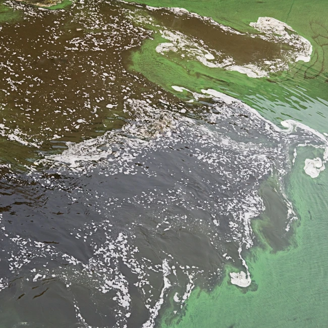 Biological microbes to control generation of hydrogen sulphide and ammonia in wastewater