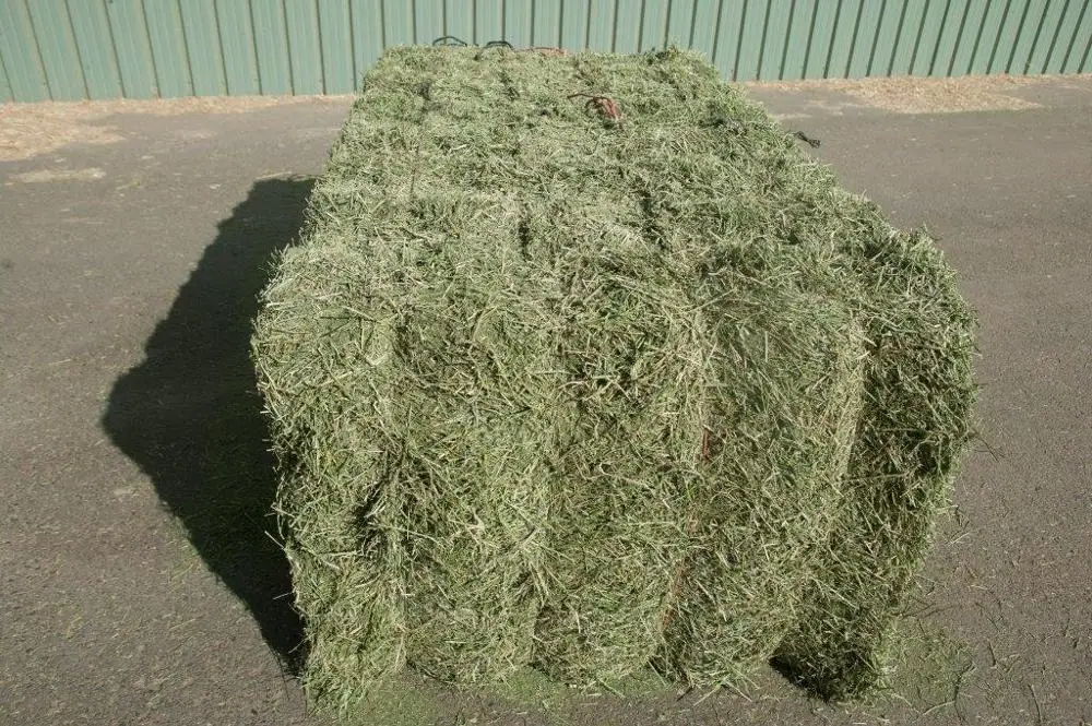 
Alfalfa Medicago sativa 