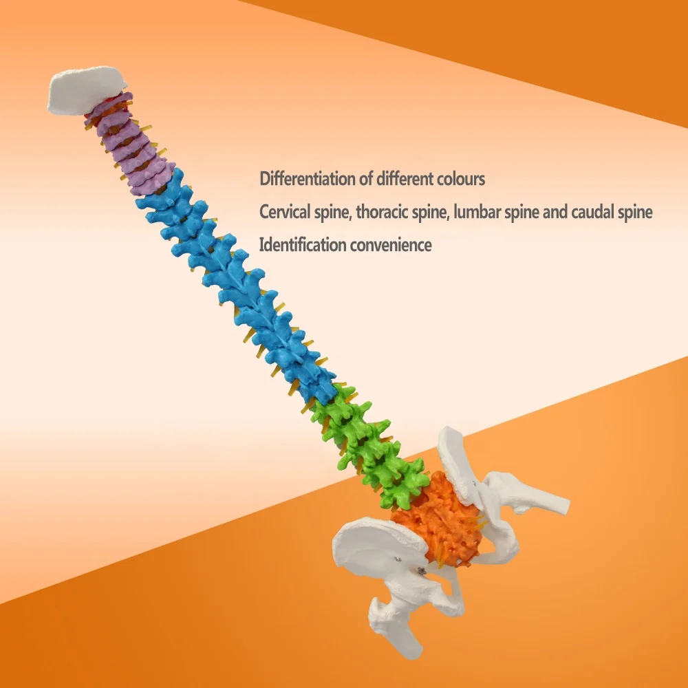 
High quality University use Education Supplies natural life-size flexible colour spine model 