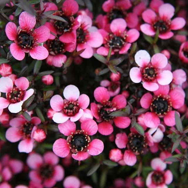 Manuka 100%  Natural and Pure Hydrosol Floral Water