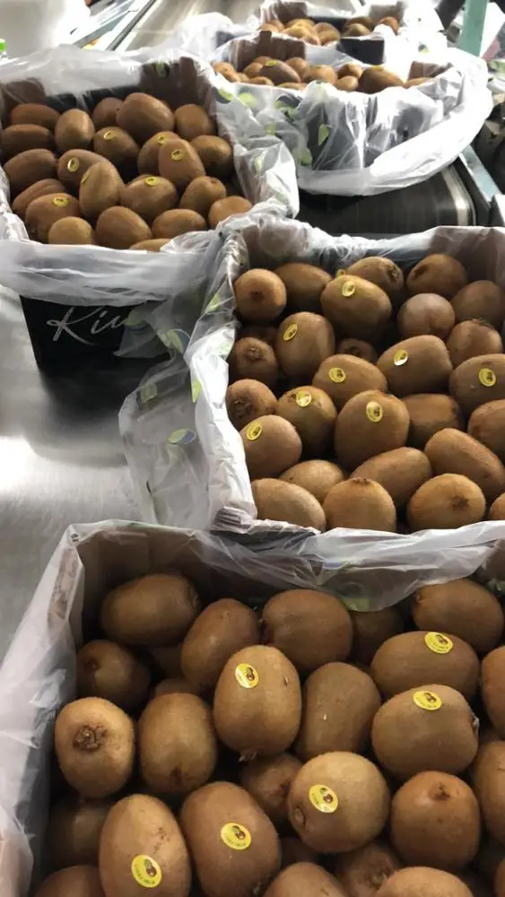 
Fresh Kiwi fruit wholesales / Kiwi Greek origin Grade 1 for export 